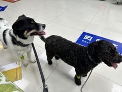 -申普宠物医院·心脏介入·心血管微创(总院)