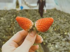 -尚田草莓姑娘白草莓采摘基地