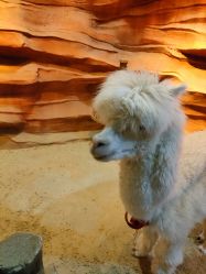 -酷嗒动物文化乐园(cutezoo西溪乐天城店)