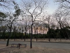 -天适樱花悠乐园