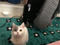 -爱贝特动物医院·猫口炎专科