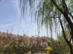 -石家庄市植物园
