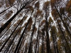 -山王坪喀斯特国家生态公园