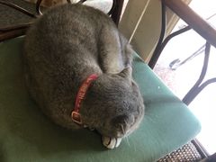 -猫色咖啡·猫咖