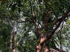 -中国科学院西双版纳热带植物园
