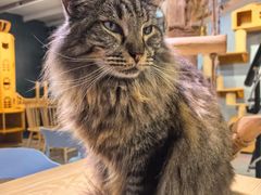 -豆逗聊愈猫阁Easy Life