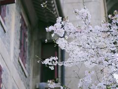 -武汉大学-樱园