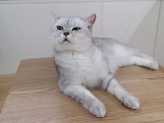 -李小姐の猫咖啡馆(五角场店)