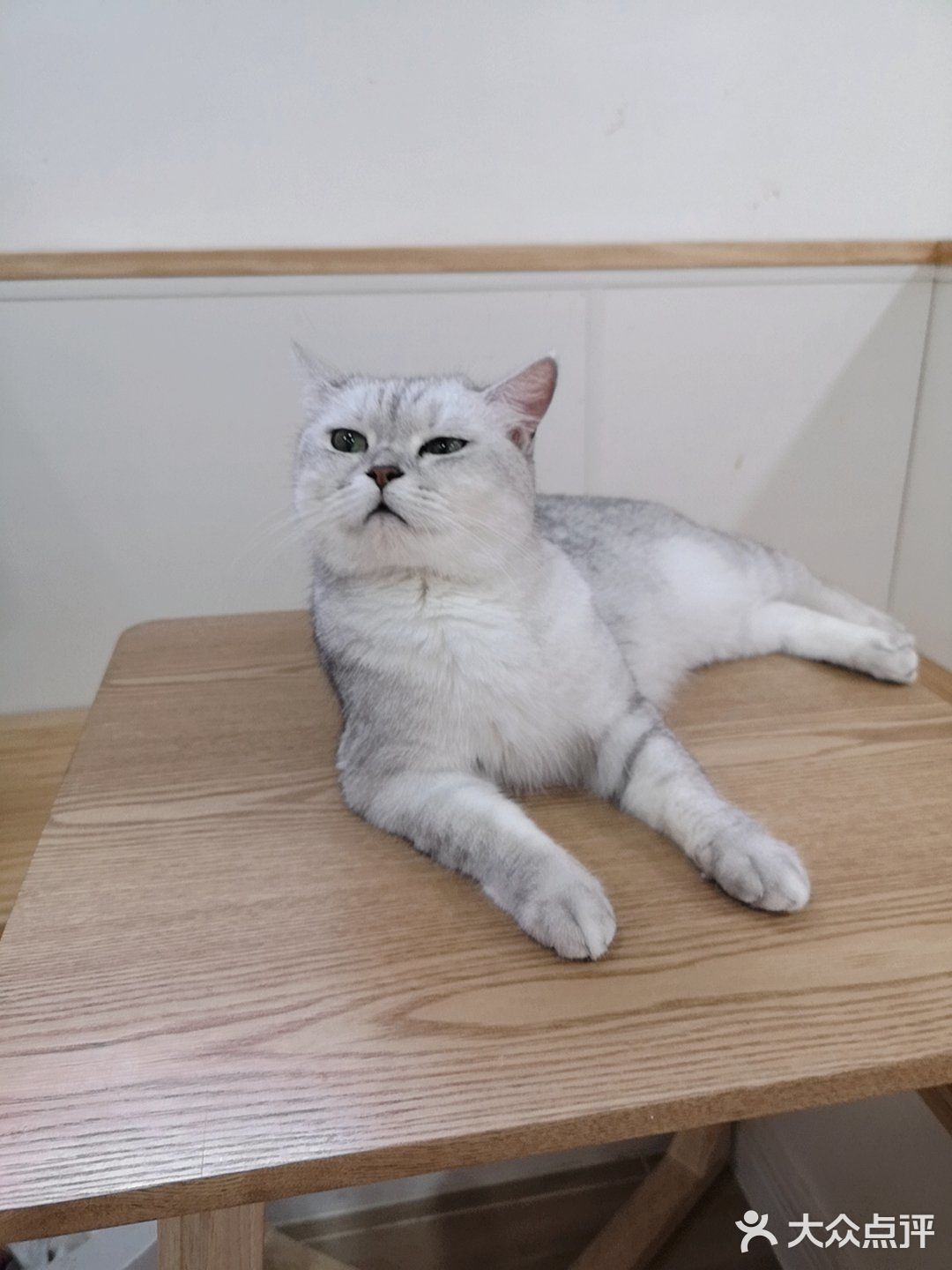 这家可以，猫咪的品种还挺多的
