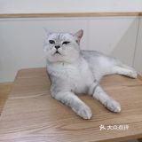 这家可以，猫咪的品种还挺多的