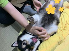 -逗柴咖啡屋·狗咖猫咖宠物桌游
