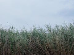 -石家庄市植物园