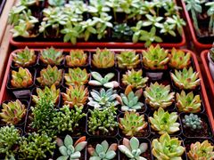 -荷兰花海