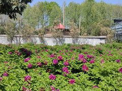 -洛阳市隋唐城遗址植物园
