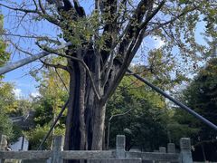 -上海佘山国家森林公园天马山园