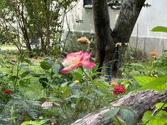 -九献创意菜(亮马河花园店)