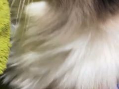 -科道动物医院·急重症中心(万达院)