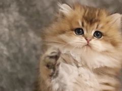 -Bastet sally猫舍购宠(静安店)