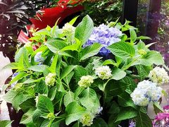 -金科花卉市场