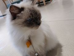 -藏猫猫咖啡主题馆(中央大道店)