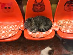 -猫咪博物馆(顶澳仔猫街店)