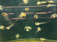 -绿色星球动物主题公园