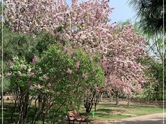 -大兴滨河森林公园