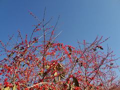 -黑龙江省森林植物园