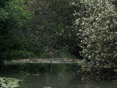 -洛阳市隋唐城遗址植物园