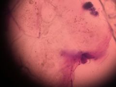 -瑞鹏宠物医院·骨科·猫科·内科(第一中心)