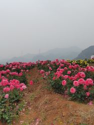 -密云玫瑰情园