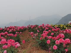 -密云玫瑰情园