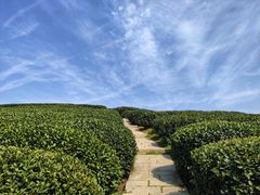 -龙坞茶村