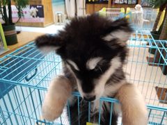 -龟与熊猫宠物公园(南坪店)