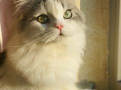 -猫大福·Fortune Cat猫舍(百子湾店)