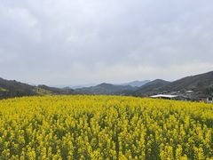 -后柳水乡
