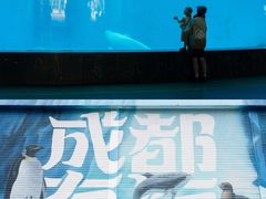 -海合安成都极地海洋公园