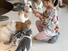 -飞行喵MR PILOT|猫舍·猫咖(静安大融城店)