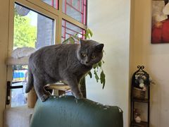 -猫小院猫主题餐厅(南锣旗舰店)