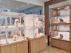 -翊宠yipet猫狗购宠庄园犬舍•猫舍