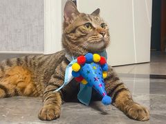 -芭比堂爱心动物医院·心脏科·犬猫内科(越城可乐分院)