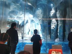 -帝企鹅自助餐厅•儿童岛•真企鹅(长隆企鹅酒店)