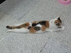 -宠物星动物医院·眼科·异宠·猫科(江南大道总院)