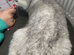 -关爱宠物医院·猫科中心·消化科(滨湖万达分院)