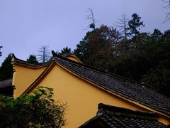 -天目山大树王景区