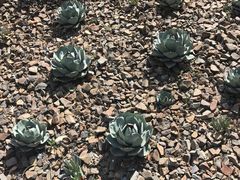 -墨尔本皇家植物园