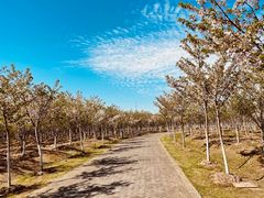 -上海海湾国家森林公园