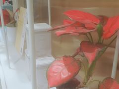 -奈雪的茶(新天地广场PRO店)