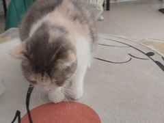 -平行世界·猫咖(首经贸店)