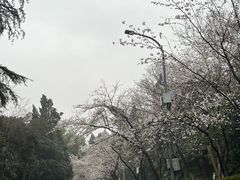 -武汉大学-樱园